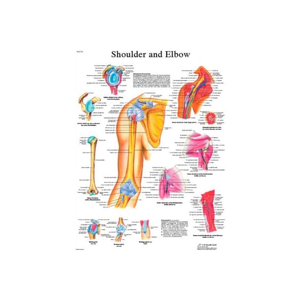 3B Anatomical Chart - Shoulder & Elbow, Paper